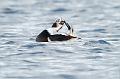 Havelle - Long-tailed Duck (Clangula hyemalis)male